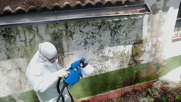 Trusted Mold Inspection service in Brogue, PA - Cheap Mold Removal